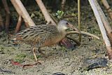 Clapper Rail